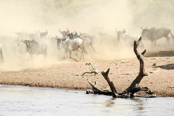 Maasai Mara 6-Day Safari from Nairobi — Wildlife, Culture & Practical Tips photo 3