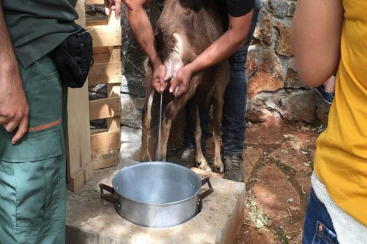 Land Rover Safari in Crete: Shepherd's Hut & Traditional Cheese-Making Day Tour photo 5