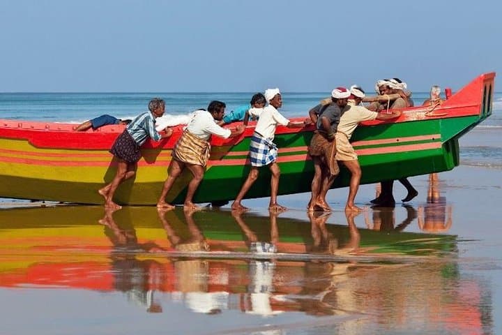 8-Day Kerala Tour: Backwaters, Tea Trails & Wildlife with Private Transfers