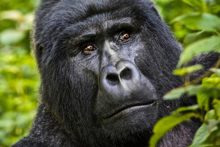 8-Day Uganda Primate & Wildlife Safari: Gorillas, Chimps & Big Game photo 3