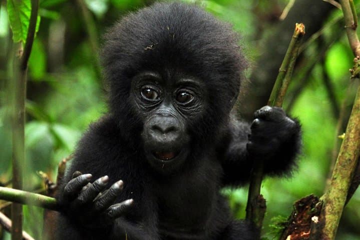 5-Day Gorilla and Wildlife Safari in Uganda: Bwindi, Bunyonyi & Queen Elizabeth photo 2