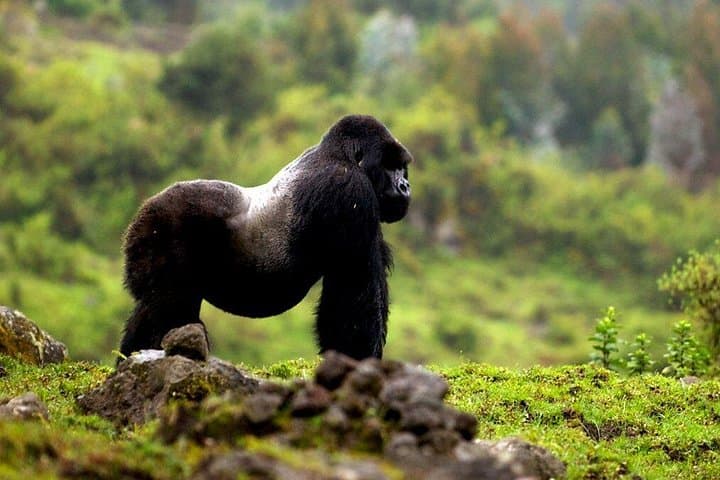 5-Day Gorilla and Wildlife Safari in Uganda: Bwindi, Bunyonyi & Queen Elizabeth photo 4