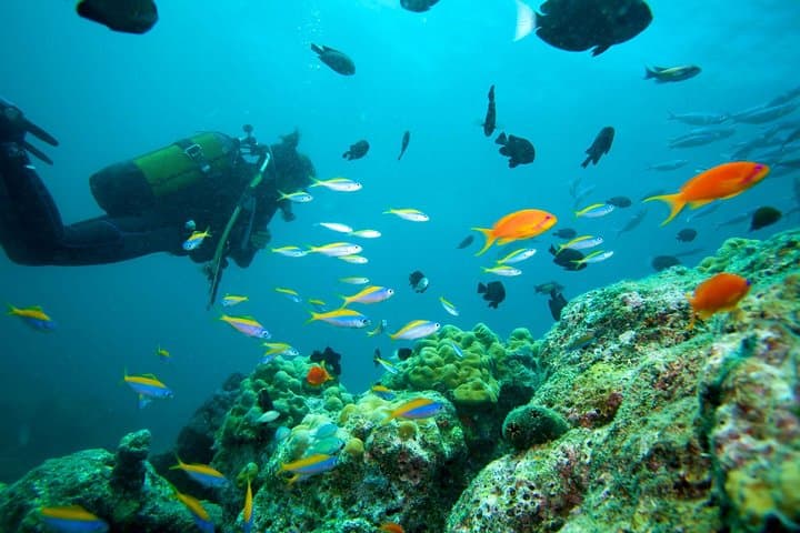 Marmaris & Icmeler Scuba Diving: Two-Tank Mediterranean Boat Dives from Marmaris photo 2