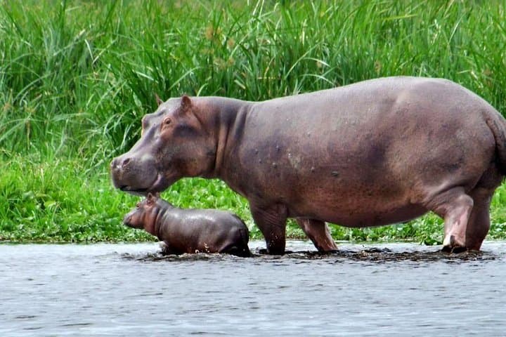 2-Day Murchison Falls Big 5 Safari: Nile Launch Cruise & Morning Game Drives from Kampala photo 4