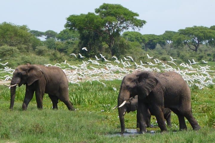 2-Day Murchison Falls Big 5 Safari: Nile Launch Cruise & Morning Game Drives from Kampala photo 2