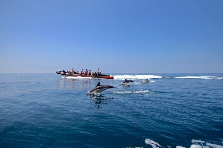 Vilamoura Dolphin Watching & Algarve Cave Cruise — 2-Hour Boat Tour photo 3