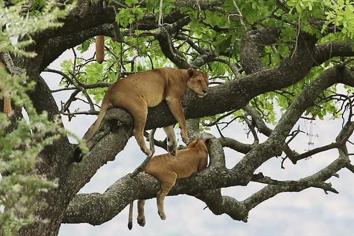 8-Day Uganda Primate & Wildlife Safari: Gorillas, Chimps & Big Game
