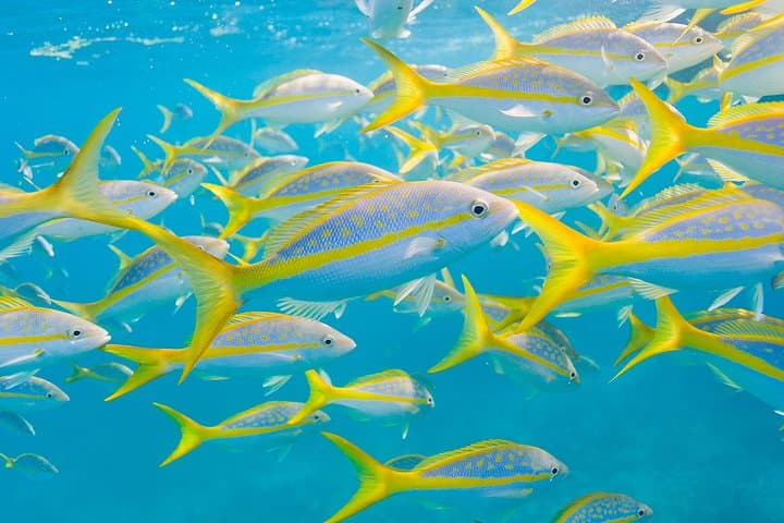 Key Largo Snorkel Tour: Sundiver's Family-Friendly Reefs at John Pennekamp photo 4
