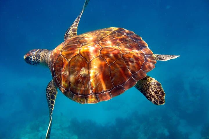 Key Largo Snorkel Tour: Sundiver's Family-Friendly Reefs at John Pennekamp photo 5