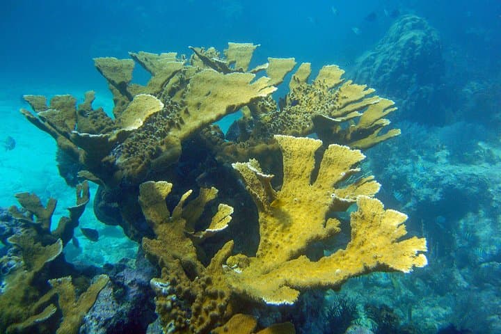 Key Largo Snorkel Tour: Sundiver's Family-Friendly Reefs at John Pennekamp photo 6