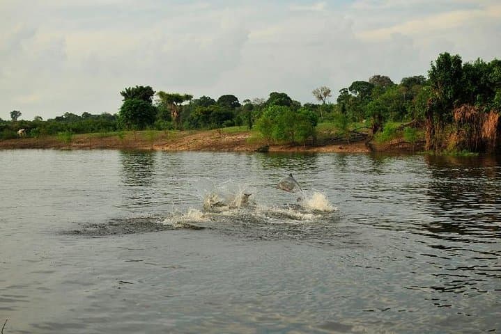 3-Day Manaus Amazon Jungle Adventure: Lodge Stays, Wildlife & Caboclo Culture photo 5