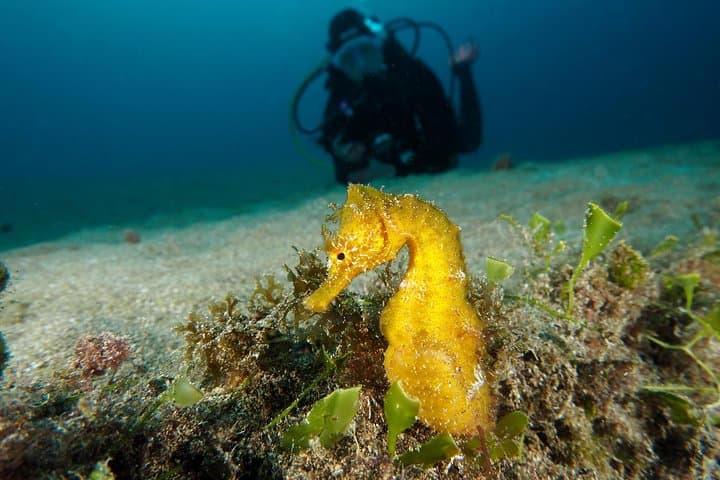 Private Try Dive in Puerto del Carmen — First Scuba Experience in Lanzarote