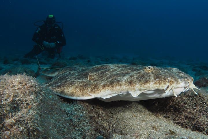 Private Try Dive in Puerto del Carmen — First Scuba Experience in Lanzarote photo 2