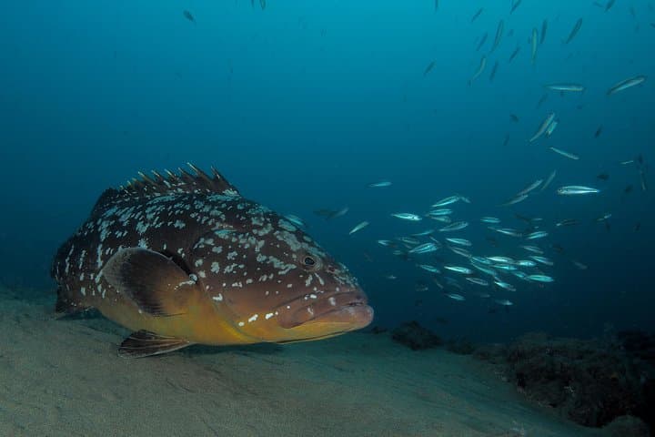 Private Try Dive in Puerto del Carmen — First Scuba Experience in Lanzarote photo 4