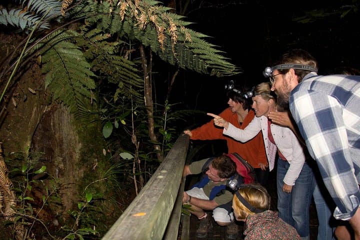 Puketi Rainforest Guided Walks: Kauri Giants, Night Kiwi and Subtropical Trails