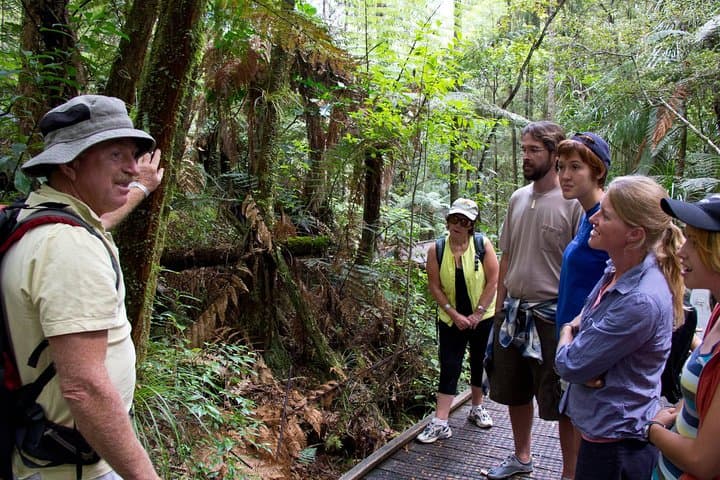 Puketi Rainforest Guided Walks: Kauri Giants, Night Kiwi and Subtropical Trails photo 2