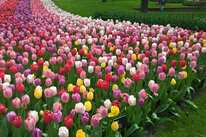 Keukenhof Tulips & Zaanse Schans Windmills Small-Group Tour from Amsterdam photo 1