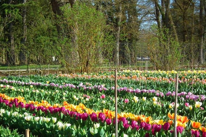 Chenonceau Guided Walk: Women, Gardens, and the River-Span Chateau photo 5
