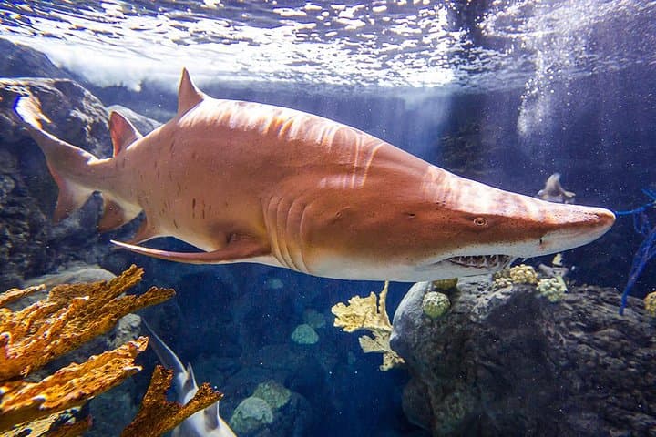 Explore Tampa's ZooTampa and Florida Aquarium: A Family Adventure of Wildlife and Water photo 4