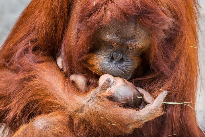 Explore Tampa's ZooTampa and Florida Aquarium: A Family Adventure of Wildlife and Water photo 3