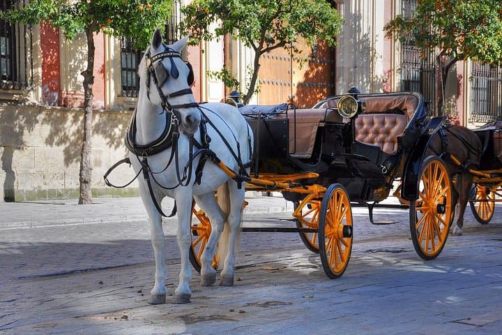 VIP Central Park Horse & Carriage Ride — Private 50-Minute Tour photo 6
