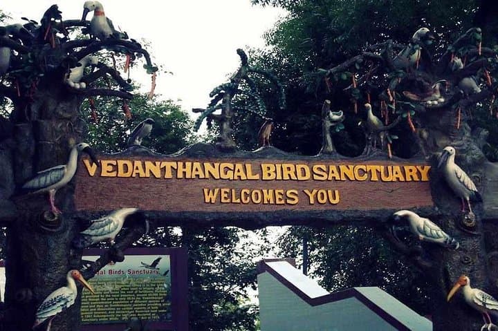 Vedanthangal Bird Sanctuary Day Trip from Chennai: Migratory Birdwatching & Wetland Trails