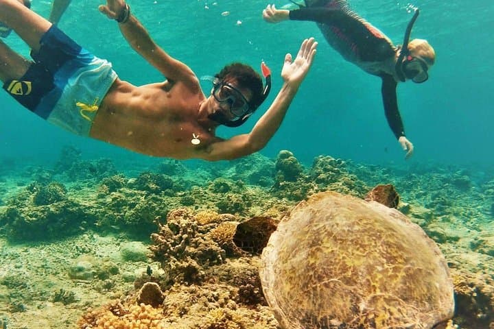 Oahu Circle Island: Full-Day Snorkel with Hawaiian Green Sea Turtles & North Shore Sights