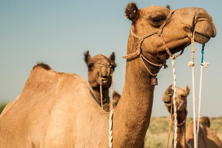 Thar Desert Camel Safari: 3-Day, 2-Night Jaisalmer Expedition photo 2