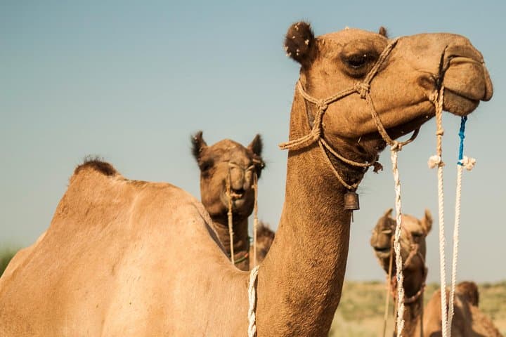 2-Day Thar Desert Camel Safari from Jaisalmer: Overnight Dunes & Village Experience photo 3