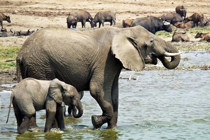 8-Day Uganda Primate & Wildlife Safari: Gorillas, Chimps & Big Game photo 6
