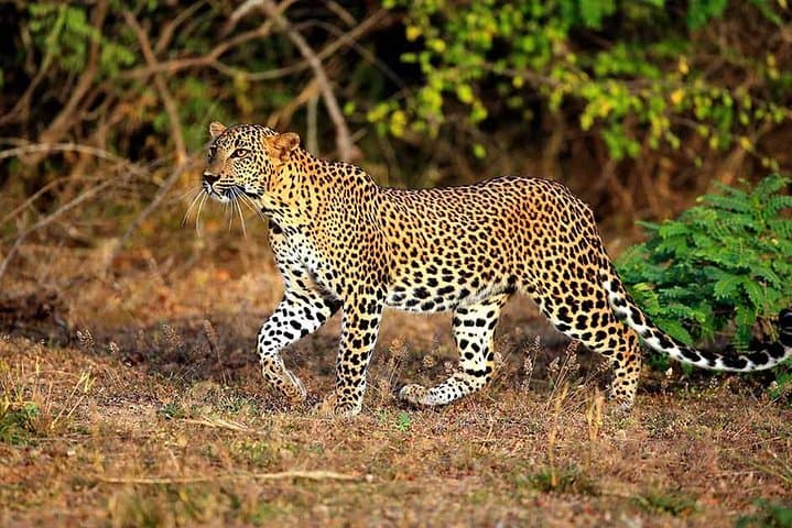 2-Day Murchison Falls Big 5 Safari: Nile Launch Cruise & Morning Game Drives from Kampala photo 5