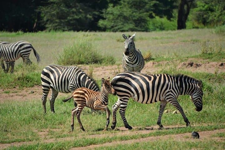 5-Day Mombasa Safari: Tsavo East, Tsavo West, Amboseli & Ngutuni Wildlife Circuit photo 2