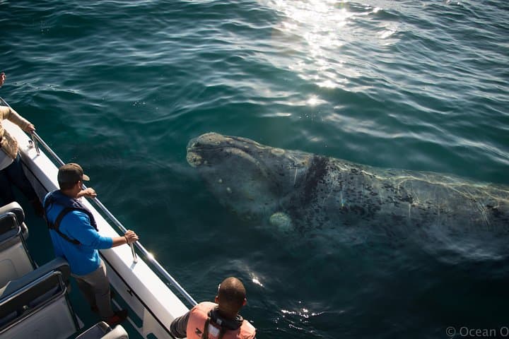 Whale Watching Knysna: Close-Encounter Ocean Odyssey from Knysna Heads photo 5