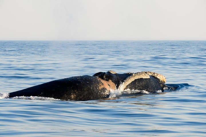 Whale Watching Knysna: Close-Encounter Ocean Odyssey from Knysna Heads photo 6