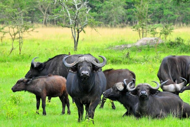 8-Day Uganda Primate & Wildlife Safari: Gorillas, Chimps & Big Game photo 5