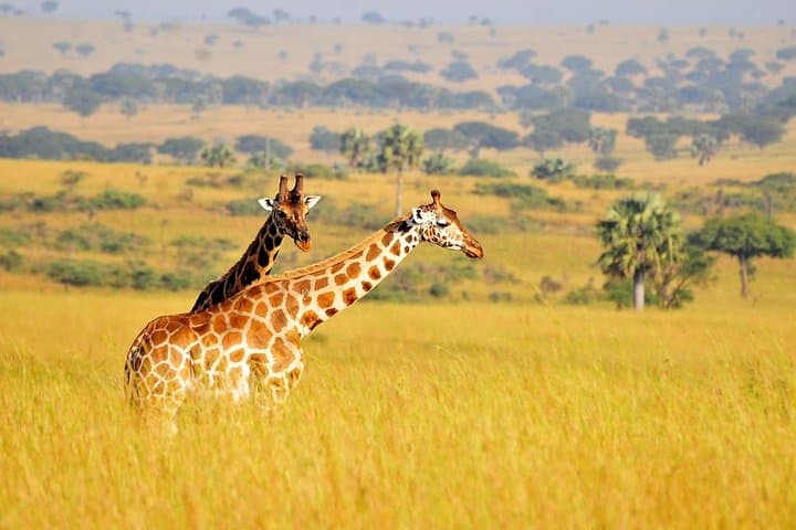 3-Day Murchison Falls Safari: Big-5 Game Drives, Boat Cruise & Rhino Tracking