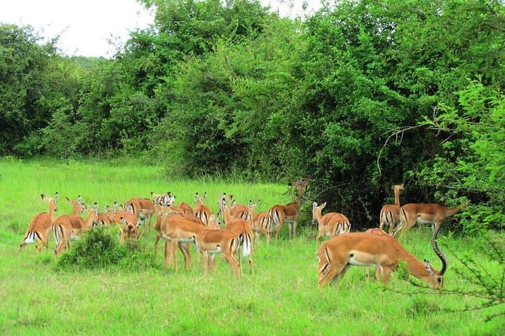 3-Day Murchison Falls Safari: Big-5 Game Drives, Boat Cruise & Rhino Tracking photo 2