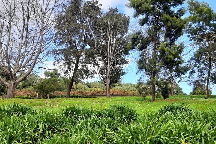 Private Half-Day Flower Tour to Palheiro Gardens & Funchal Viewpoints photo 6