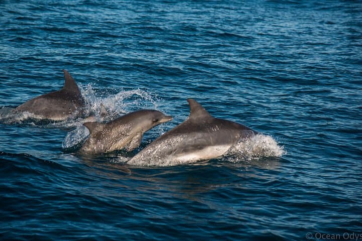 Knysna Lagoon Cruise: Marine Life & Garden Route Coastline Sightseeing photo 4