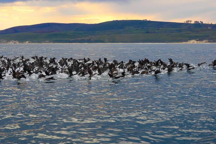 Knysna Lagoon Cruise: Marine Life & Garden Route Coastline Sightseeing photo 5