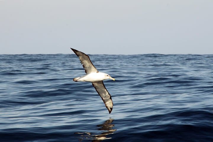 Knysna Lagoon Cruise: Marine Life & Garden Route Coastline Sightseeing photo 3
