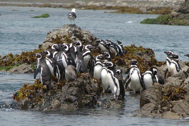 Chiloe Island & Puñihuil Penguins: Full-Day Tour from Puerto Montt photo 6