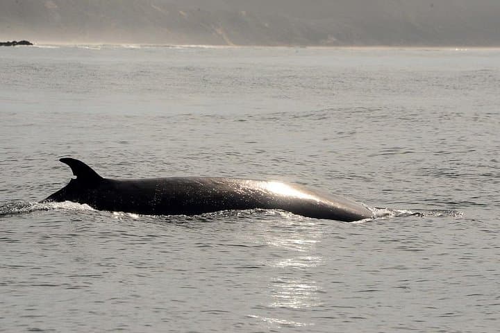 Knysna Lagoon Cruise: Marine Life & Garden Route Coastline Sightseeing photo 6