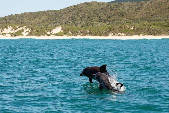 Knysna Lagoon Cruise: Marine Life & Garden Route Coastline Sightseeing
