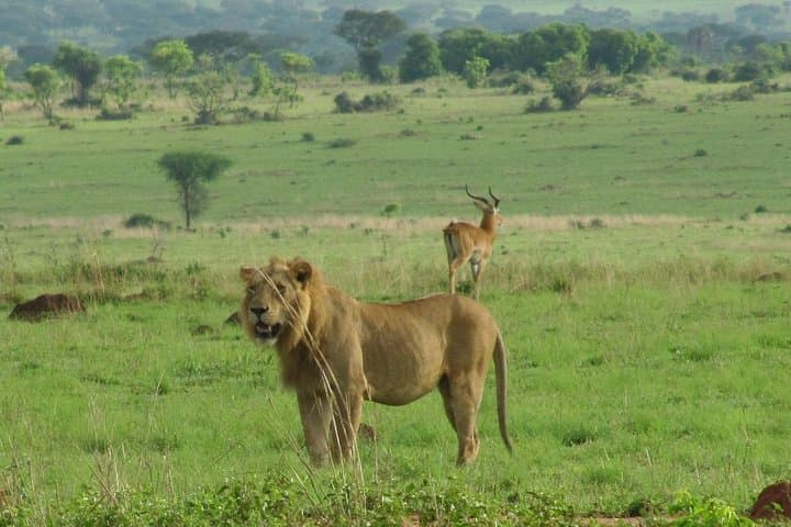 3-Day Murchison Falls Safari: Big-5 Game Drives, Boat Cruise & Rhino Tracking photo 3