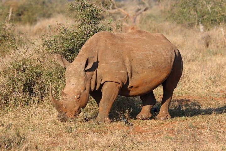 3-Day Murchison Falls Safari: Big-5 Game Drives, Boat Cruise & Rhino Tracking photo 4