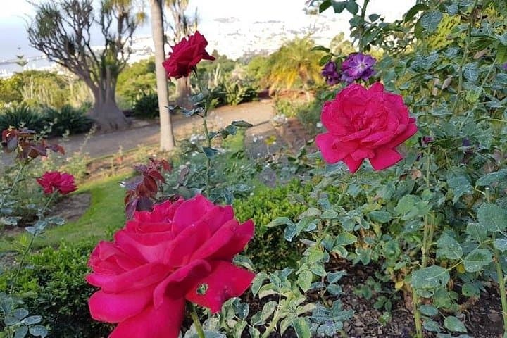 Private Half-Day Madeira Garden Tour: Monte Palace & Botanical Garden (Funchal) photo 4