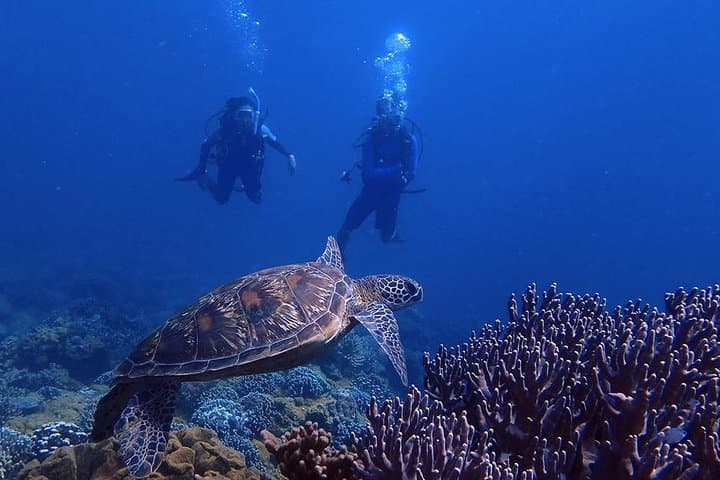 Dogleg Reef Beach Dives — Guam Scuba Trips for Beginners and Experienced Divers