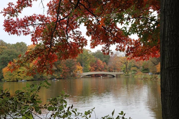 Romantic Proposal Carriage Tour in Central Park — Private Horse-Drawn Ride & Photographer photo 3