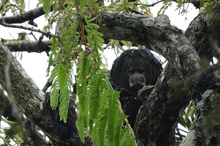 6-Day Cuyabeno & Papallacta Amazon Jungle Expedition photo 6